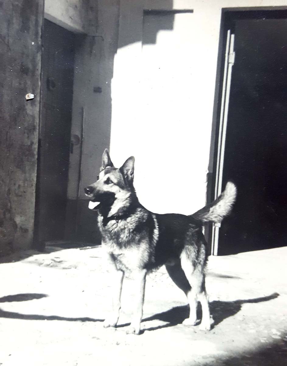 Vecchio ingresso con il cane-custode "Wolf", 1955
