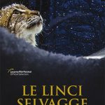 Le Linci Selvagge