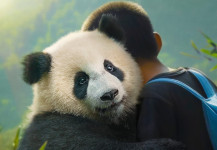 Moon Il Panda