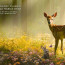 Bambi