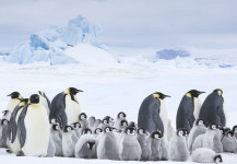 La marcia dei pinguini: Il richiamo